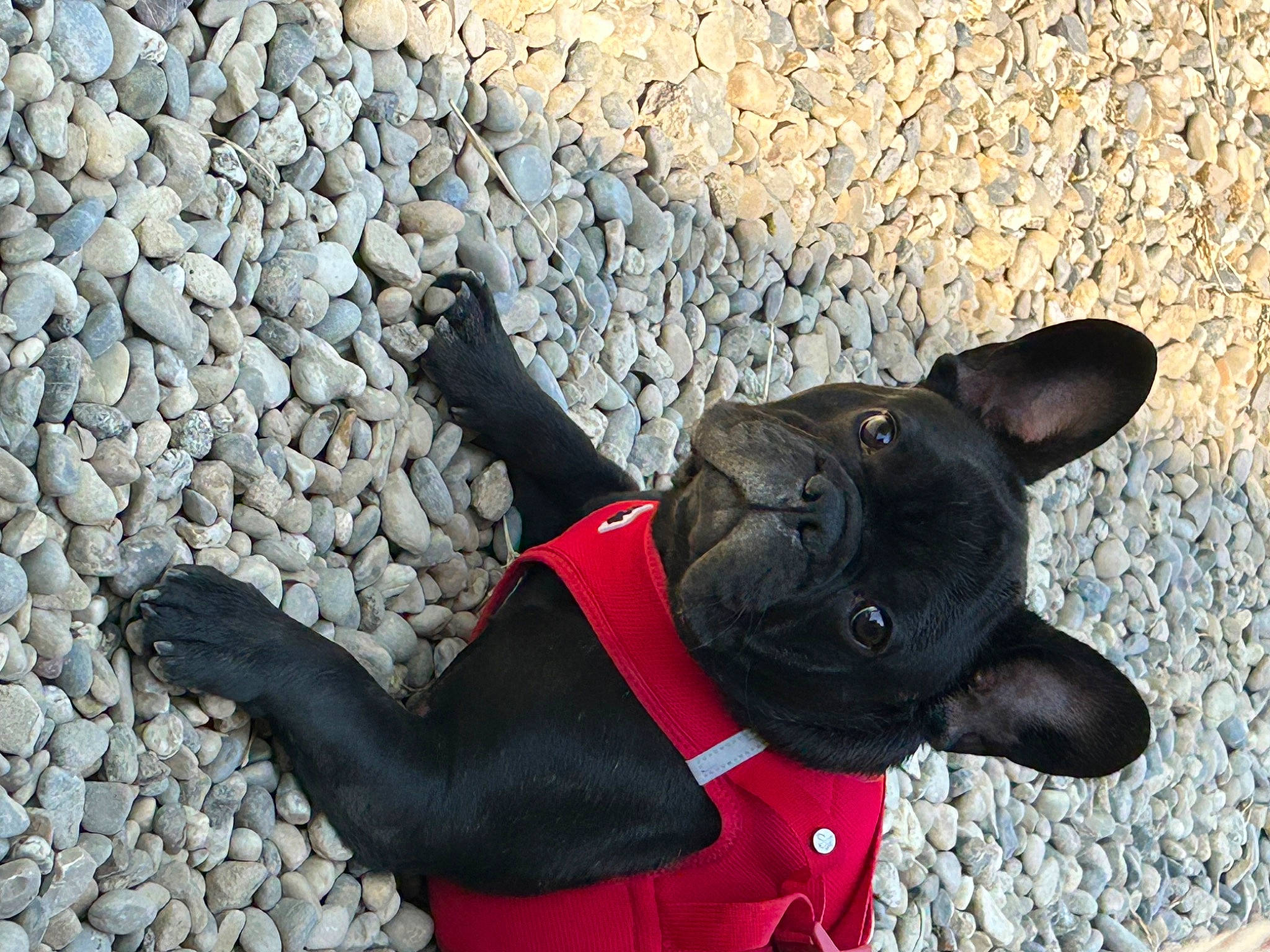 Crokmou participe au concours pour gagner de l'argent avec cette photo : bicycle, canidae, carmine, carnivore, collar, companion_dog, dog, dog_breed, dog_collar, dog_supply, fashion_accessory, fawn, pet_supply, pug, road_surface, sculpture, snout, sporting_group, tail, working_animal