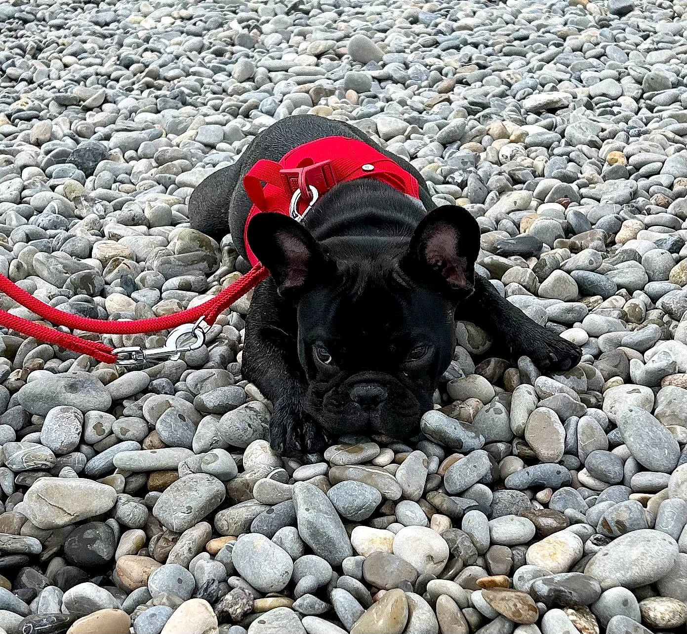 Crokmou participe au concours pour gagner de l'argent avec cette photo : asphalt, bedrock, carmine, cobblestone, concrete, dog, eyewear, fashion_accessory, flooring, grass, gravel, landscape, pebble, road_surface, rock, rubble, sand, shadow, snout, soil