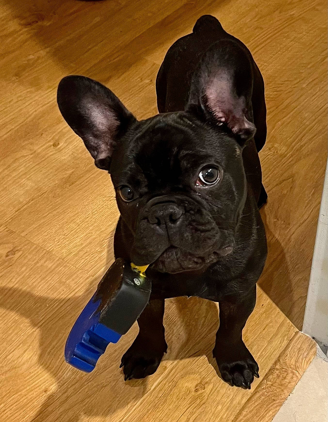 Crokmou participe au concours pour gagner de l'argent avec cette photo : bulldog, carnivore, companion_dog, dog, dog_breed, dog_collar, ear, eye, fawn, flooring, french_bulldog, fur, molosser, snout, terrestrial_animal, toy_dog, whiskers, wood, working_animal, wrinkle