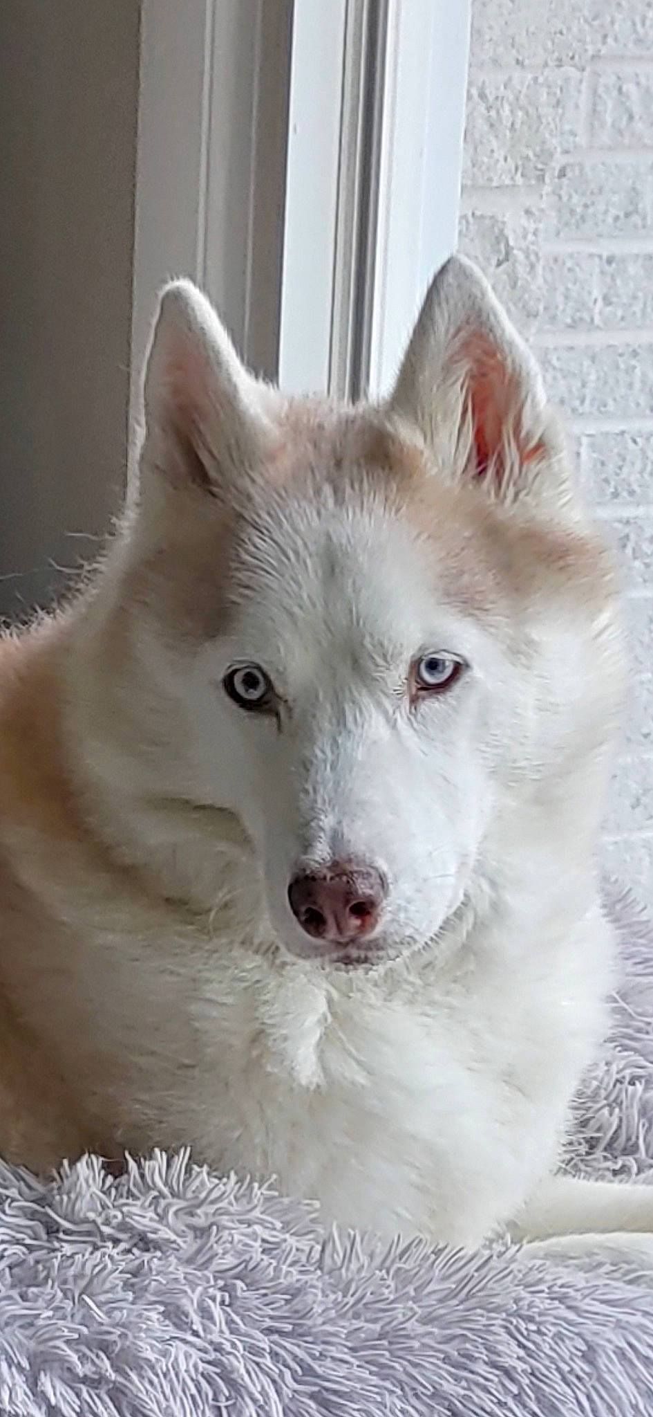 Casey joined the competition — help win amazing prizes! ancient_dog_breeds, canidae, canis, carnivore, companion_dog, dog, dog_breed, fang, fur, head, jaw, non_sporting_group, samoyed, snout, terrestrial_animal, whiskers, wildlife, wolf, working_animal