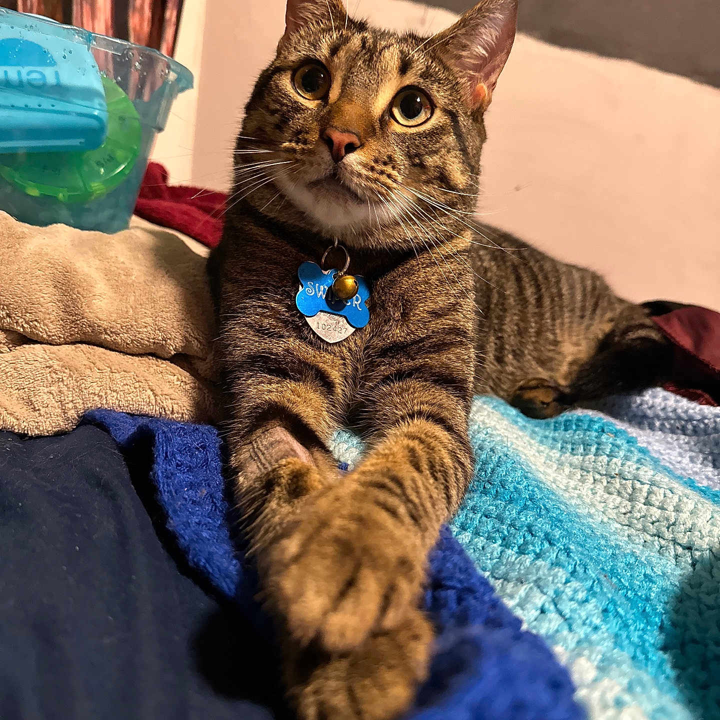 Swiper joined the competition — help win amazing prizes! cat, tabby, pet, animal, indoor, bed, blanket, stretching, paws, fur, whiskers, collar, tag, curious, cute, domestic, feline, resting, cozy, closeup