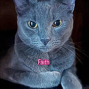 Faith joined the competition — help win amazing prizes! animal, animal_portrait, calm, cat, close_up, cute, dark_background, eyes, faith_text, feline, fur, gray_cat, indoor, looking, paw, pet, pink_text, portrait, sitting, whiskers