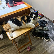 Cali joined the competition — help win amazing prizes! calico_cat, cat, wooden_stool, shoes, floor, room, table, bag, rubber_band_ball, indoor, pet, furniture, clutter, relaxed, domestic, animal, yellow_eyes, black_white_orange_fur, casual, household