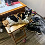 calico_cat, cat, wooden_stool, shoes, floor, room, table, bag, rubber_band_ball, indoor, pet, furniture, clutter, relaxed, domestic, animal, yellow_eyes, black_white_orange_fur, casual, household
