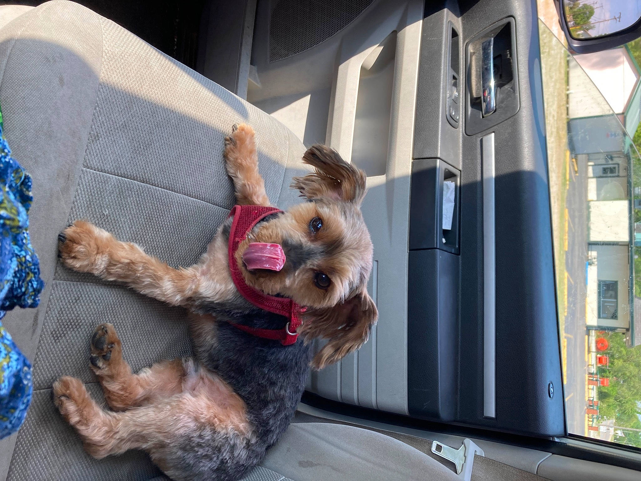 Buddy is registered to the contest to win money with this photo: airedale_terrier, canidae, carnivore, collar, companion_dog, dog, dog_breed, dog_collar, dog_supply, fawn, fur, mammal, snout, sporting_group, terrier, toy_dog, vehicle, vertebrate, welsh_terrier, window