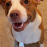 animal, brown_and_white, carpet, close_up, dog, floor, floppy_ears, front_facing, happy, indoors, nose, open_mouth, pet, playful, portrait, rug, sitting, smiling, teeth, white_chest