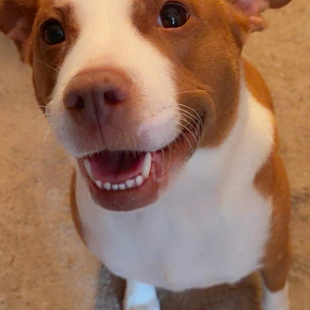 Smiley