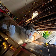 Cardi is registered to the contest to win money with this photo: cat, indoor, sunlight, window, bamboo_blinds, wooden_surface, string_lights, whiskers, relaxed, pet, feline, orange_and_white, plant, home, cozy, daylight, curtains, animal, resting, closeup