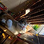 cat, indoor, sunlight, window, bamboo_blinds, wooden_surface, string_lights, whiskers, relaxed, pet, feline, orange_and_white, plant, home, cozy, daylight, curtains, animal, resting, closeup