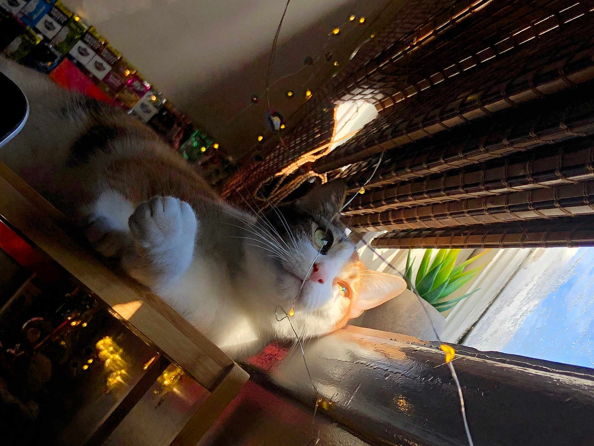 Cardi is registered to the contest to win money with this photo: cat, indoor, sunlight, window, bamboo_blinds, wooden_surface, string_lights, whiskers, relaxed, pet, feline, orange_and_white, plant, home, cozy, daylight, curtains, animal, resting, closeup