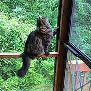 Max joined the competition — help win amazing prizes! cat, tabby, fluffy, animal, pet, window, wood, balancing, nature, greenery, outdoor, foliage, curious, looking_up, tail, daylight, home, domestic, mammal, perched