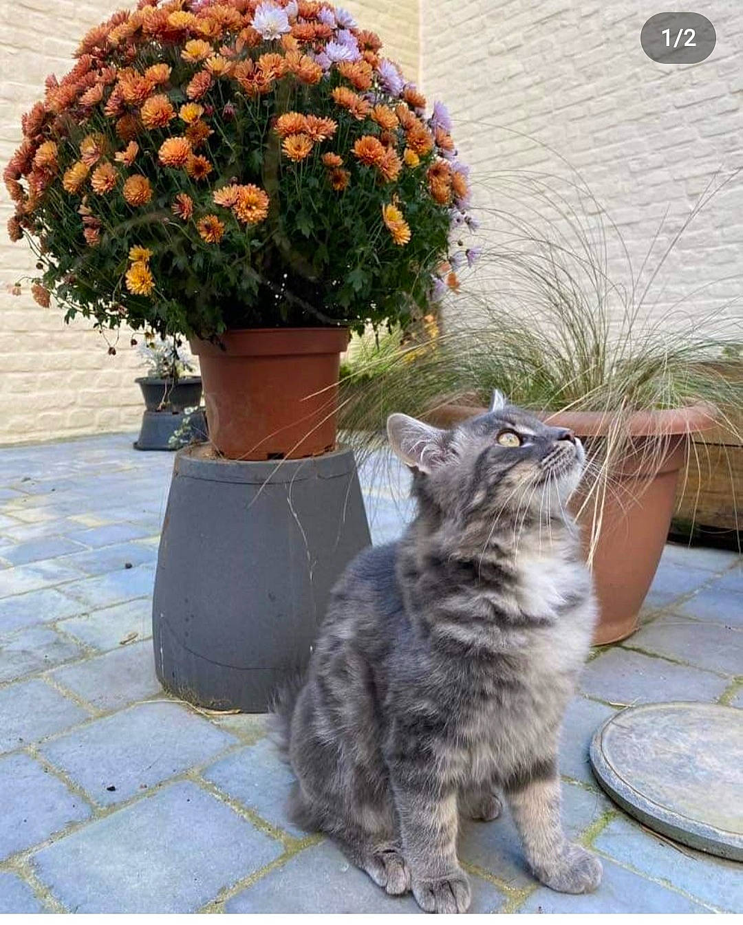 Mako participe au concours pour gagner de l'argent avec cette photo : annual_plant, carnivore, cat, fawn, felidae, flooring, flower, flowerpot, fur, grass, grey, groundcover, houseplant, plant, road_surface, shrub, sidewalk, small_to_medium_sized_cats, tail, whiskers
