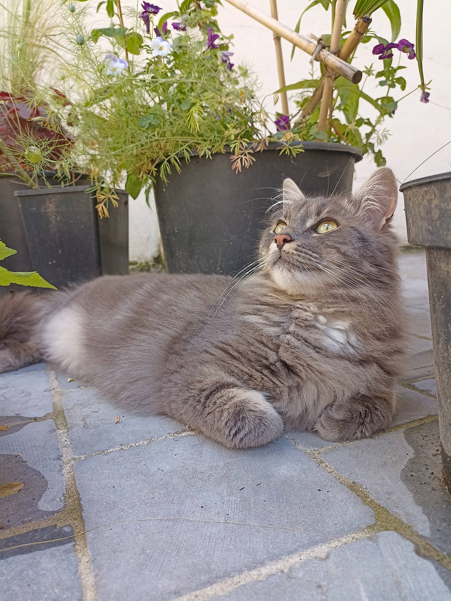 Mako participe au concours pour gagner de l'argent avec cette photo : carnivore, cat, domestic_short_haired_cat, fawn, felidae, flooring, flowerpot, fur, grass, grey, groundcover, houseplant, plant, road_surface, shrub, small_to_medium_sized_cats, tail, whiskers, window, wood