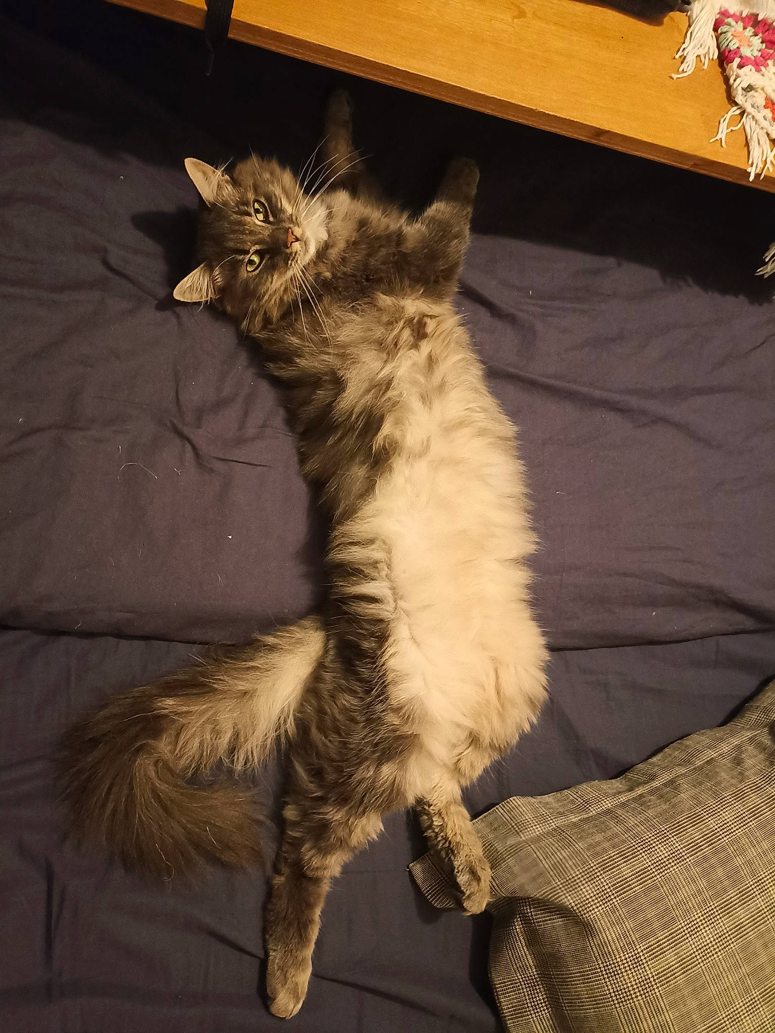 Mako participe au concours pour gagner de l'argent avec cette photo : carnivore, cat, claw, comfort, darkness, domestic_short_haired_cat, felidae, fur, grey, metal, paw, plant, small_to_medium_sized_cats, tail, terrestrial_animal, whiskers, window