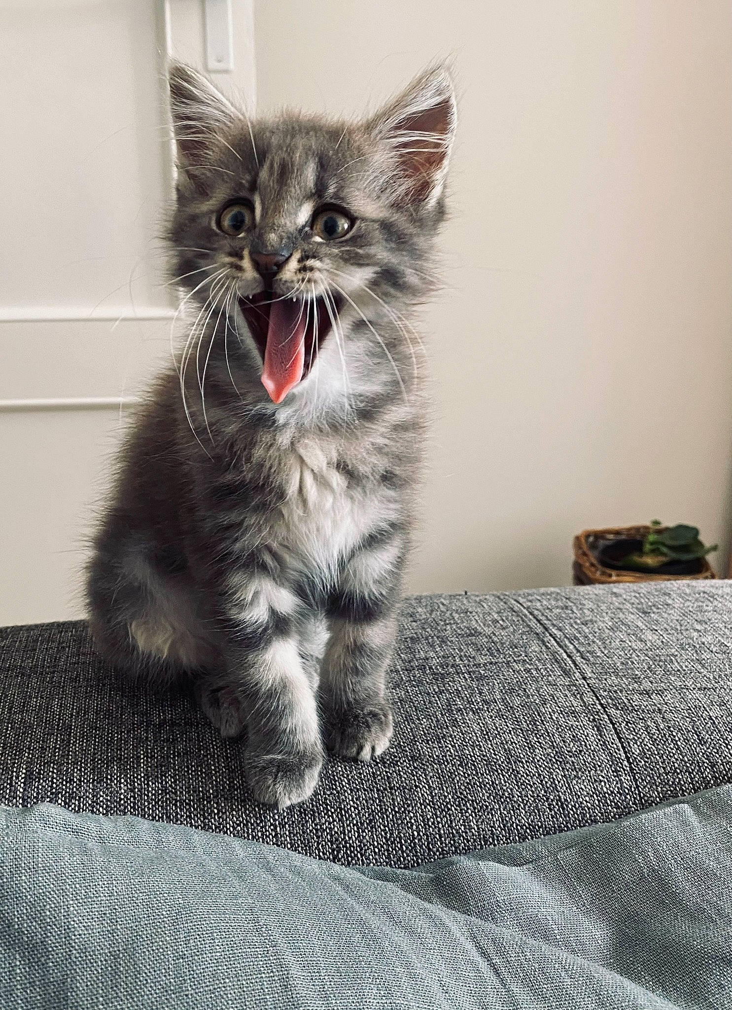 Mako a rejoint le concours — aidez-le/la à gagner de superbes lots ! carnivore, cat, claw, comfort, domestic_short_haired_cat, felidae, flooring, fur, grey, monochrome_photography, pattern, paw, sitting, small_to_medium_sized_cats, snout, tail, whiskers, window