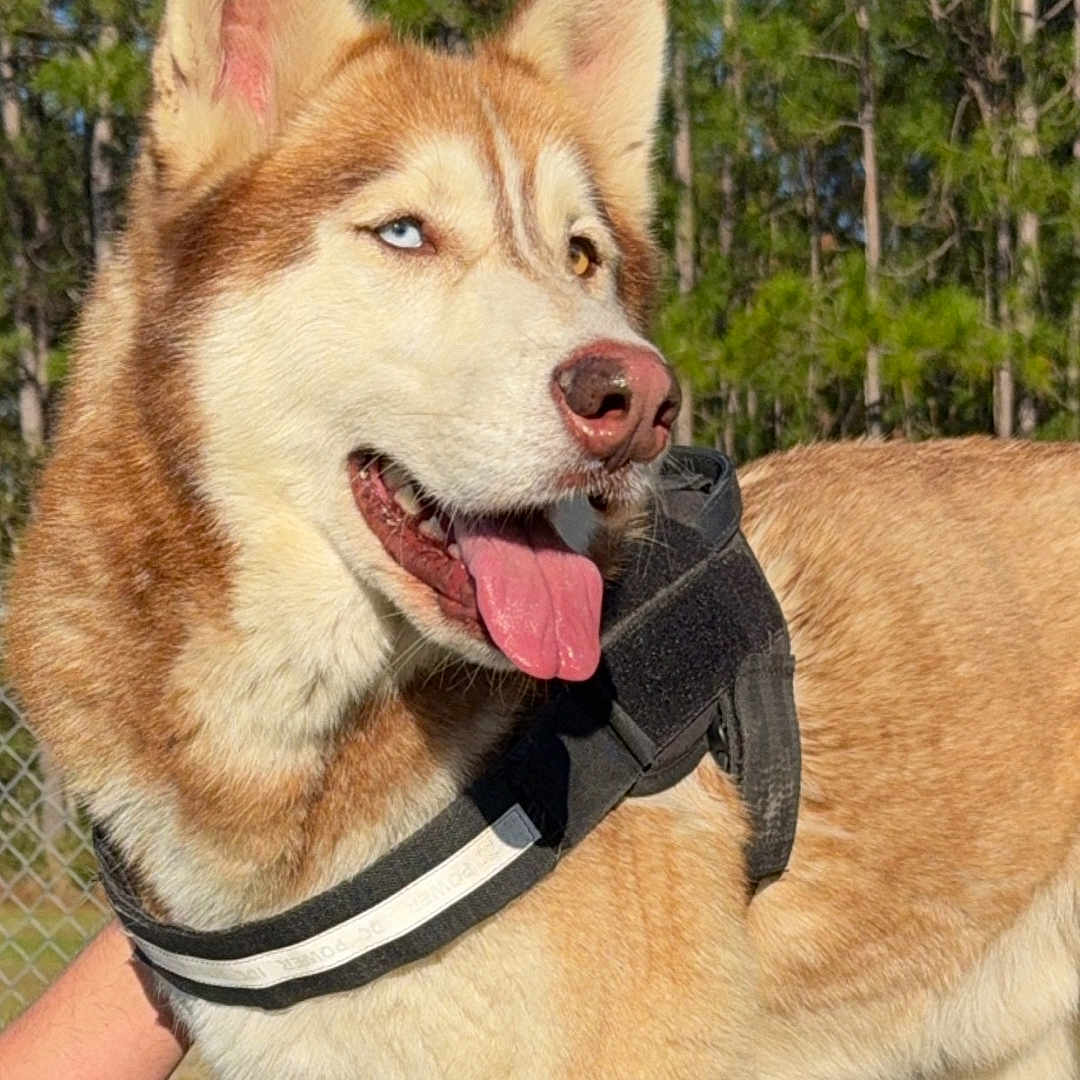 Apollo is registered to the contest to win money with this photo: animal, blue_eye, brown_eye, canine, closeup, dog, fence, fur, grass, happy, harness, heterochromia, nature, outdoor, pet, portrait, siberian_husky, sunlight, tongue_out, trees
