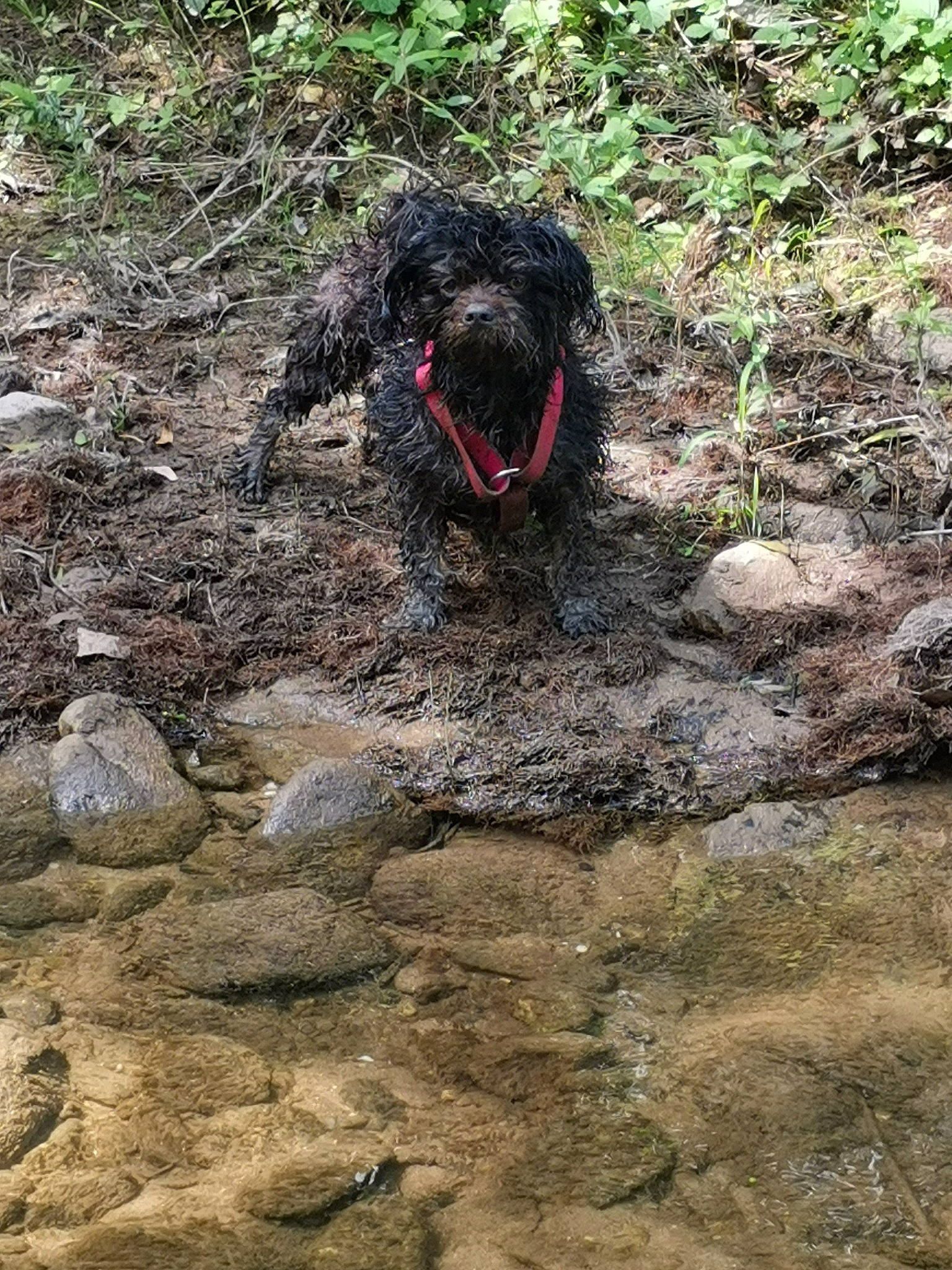 Maika a rejoint le concours — aidez-le/la à gagner de superbes lots ! bedrock, canidae, carnivore, companion_dog, dog, dog_breed, fur, gun_dog, hunting_dog, non_sporting_group, plant, rock, soil, sporting_group, standard_poodle, terrestrial_animal, terrier, water, water_dog, working_animal
