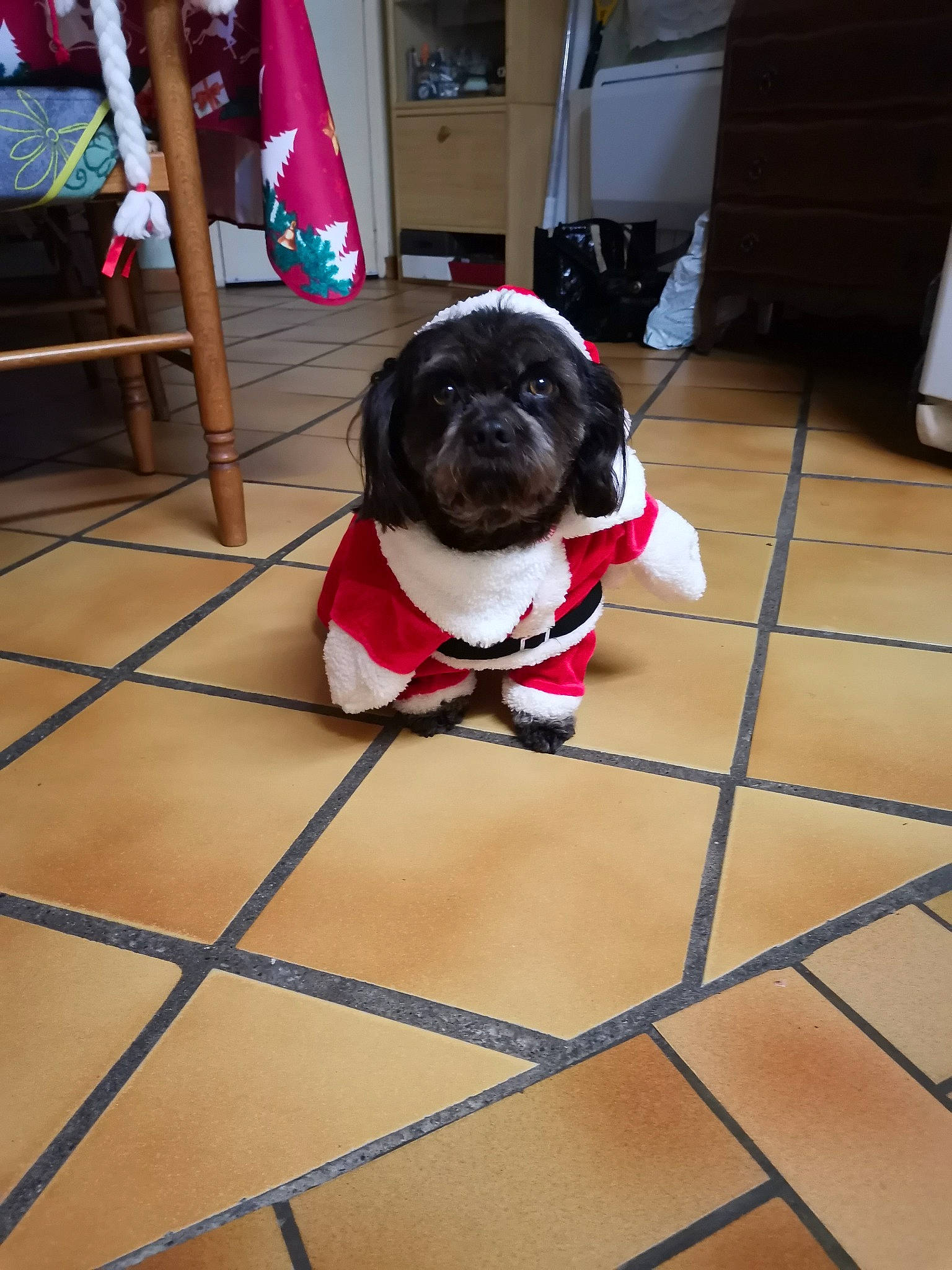 Maika participe au concours pour gagner de l'argent avec cette photo : canidae, carnivore, collar, companion_dog, dog, dog_breed, dog_clothes, dog_collar, dog_supply, fawn, floor, flooring, pet_supply, plant, pug, snout, sporting_group, tile_flooring, toy_dog, working_animal