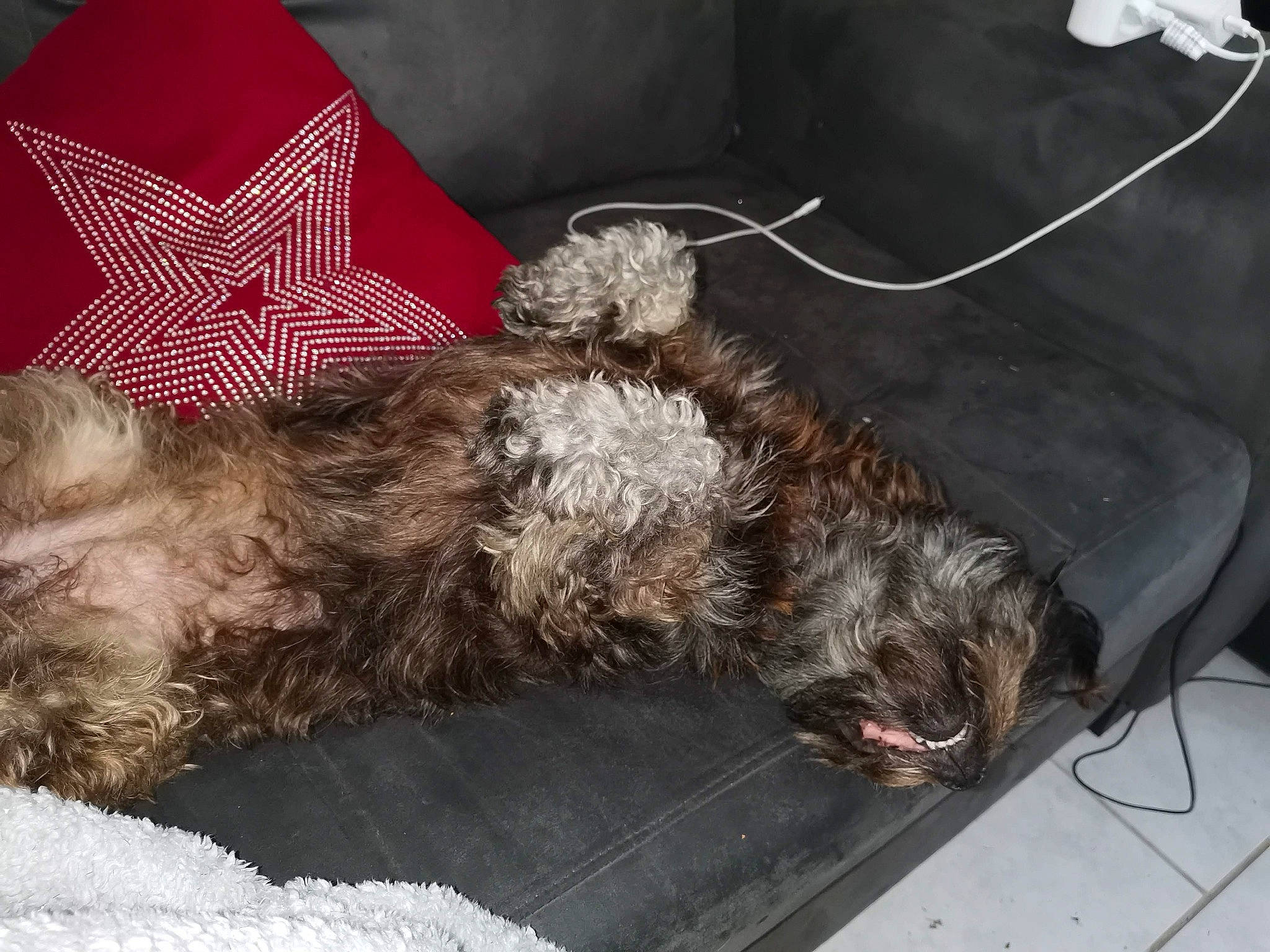 Maika participe au concours pour gagner de l'argent avec cette photo : canidae, carnivore, comfort, companion_dog, dog, dog_breed, dog_collar, dog_supply, fawn, fur, labradoodle, liver, small_terrier, snout, sporting_group, tail, terrier, toy, toy_dog, working_terrier