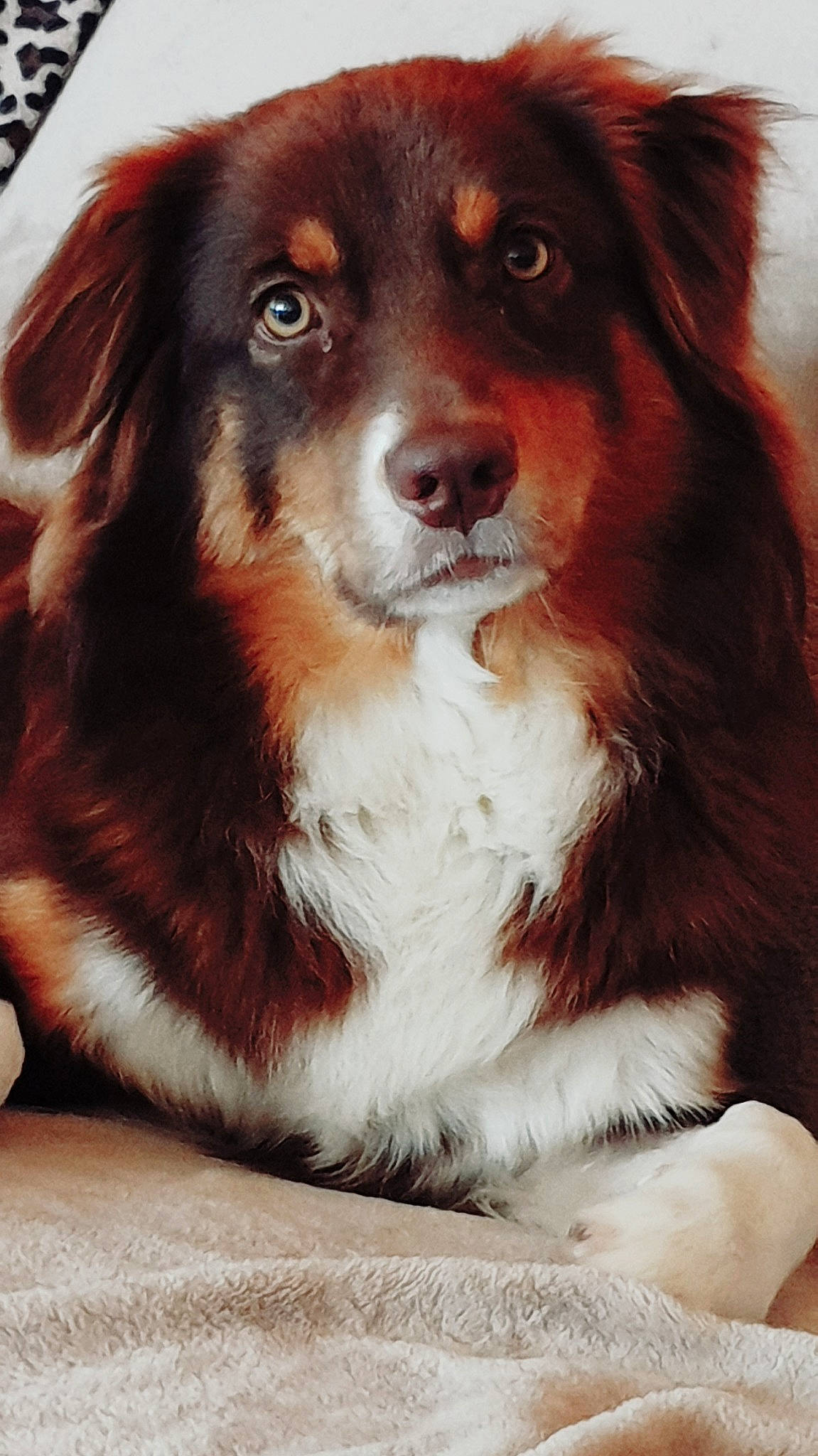 Orika a rejoint le concours — aidez-le/la à gagner de superbes lots ! ancient_dog_breeds, australian_collie, australian_shepherd, canidae, carnivore, collie, companion_dog, dog, dog_breed, english_shepherd, herding_dog, mammal, miniature_australian_shepherd, rare_breed_dog, scotch_collie, snout, sporting_group, vertebrate, whiskers