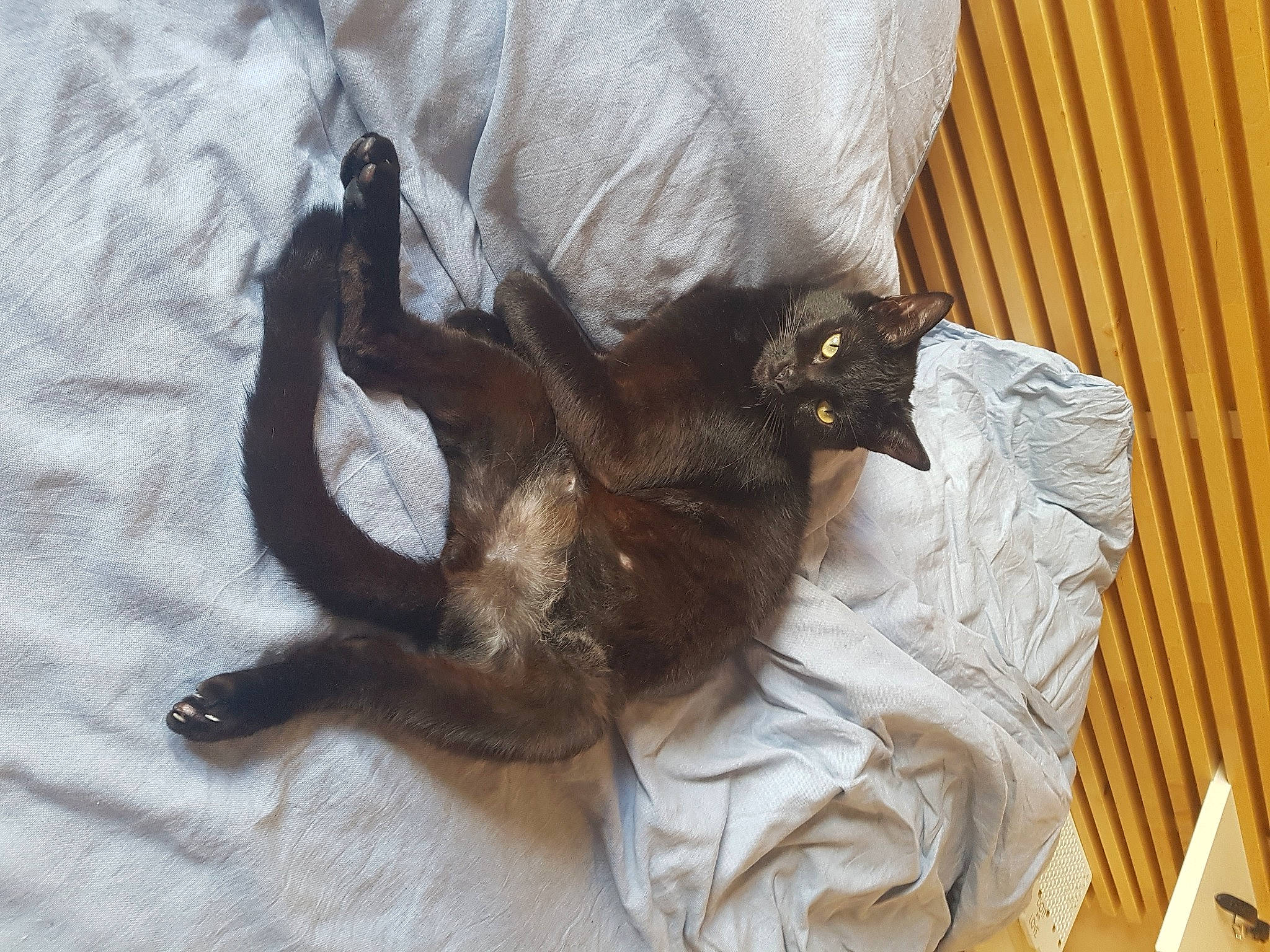 Oliver a rejoint le concours — aidez-le/la à gagner de superbes lots ! black_cat, burmese, carnivore, cat, claw, felidae, havana_brown, small_to_medium_sized_cats