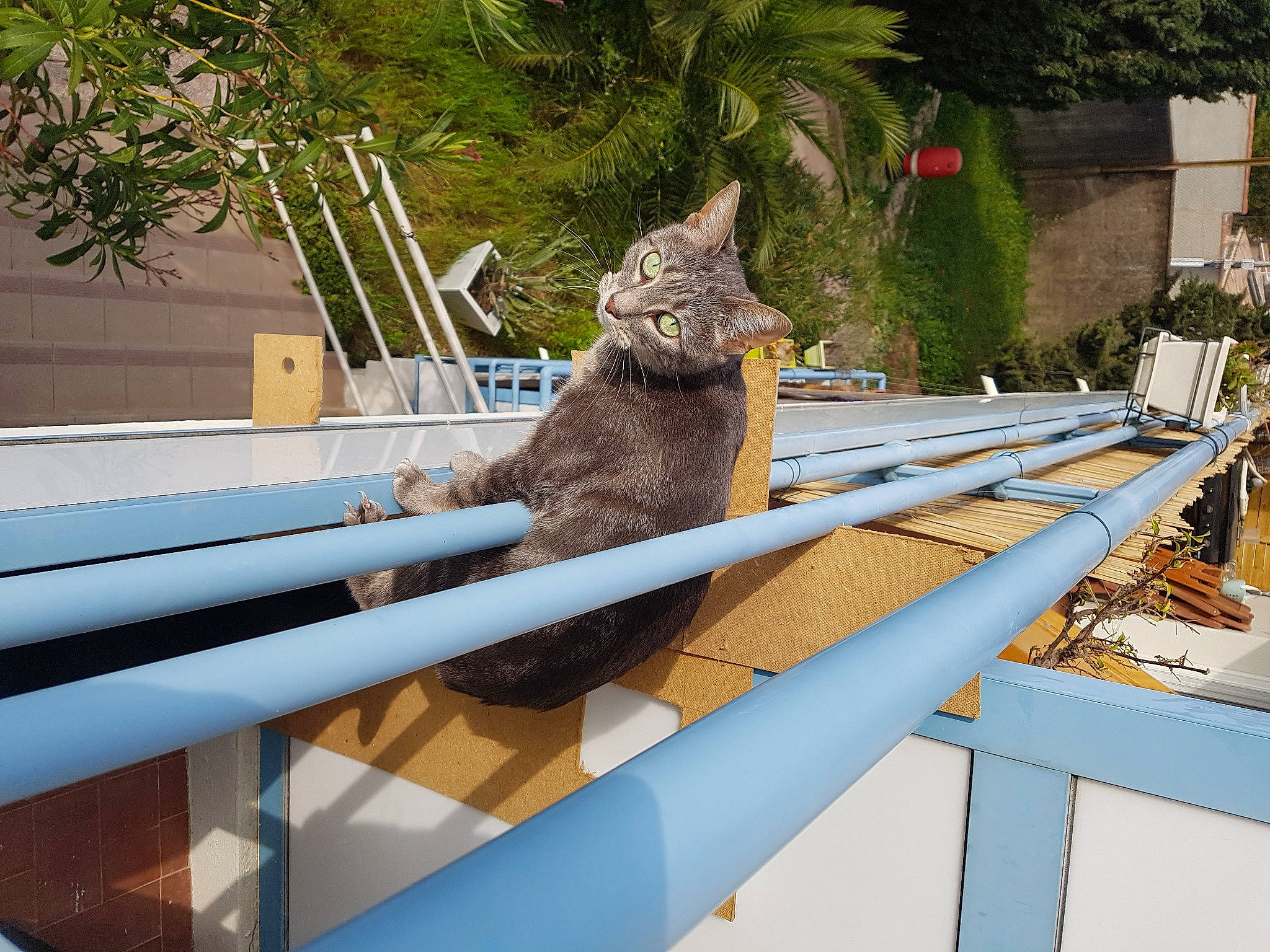 Niky a rejoint le concours — aidez-le/la à gagner de superbes lots ! cat, fawn, felidae, home, house, leisure, plant, roof, small_to_medium_sized_cats, table, tree, whiskers