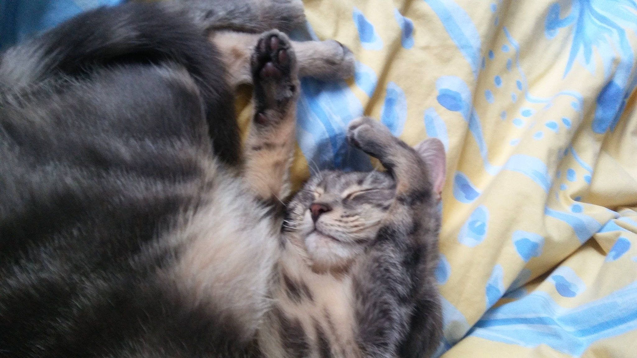 Niky participe au concours pour gagner de l'argent avec cette photo : american_curl, carnivore, cat, felidae, fur, kitten, mammal, norwegian_forest_cat, oriental_longhair, small_to_medium_sized_cats, tabby_cat, whiskers