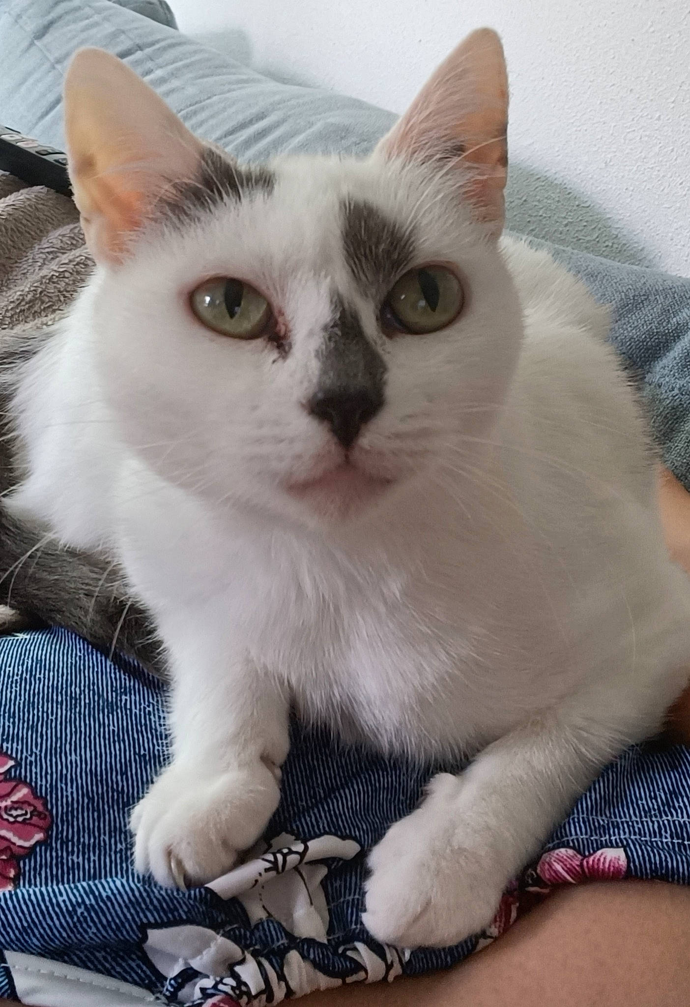 Brindille a rejoint le concours — aidez-le/la à gagner de superbes lots ! carnivore, cat, claw, comfort, domestic_short_haired_cat, eye, felidae, fur, paw, sitting, small_to_medium_sized_cats, snout, tail, whiskers