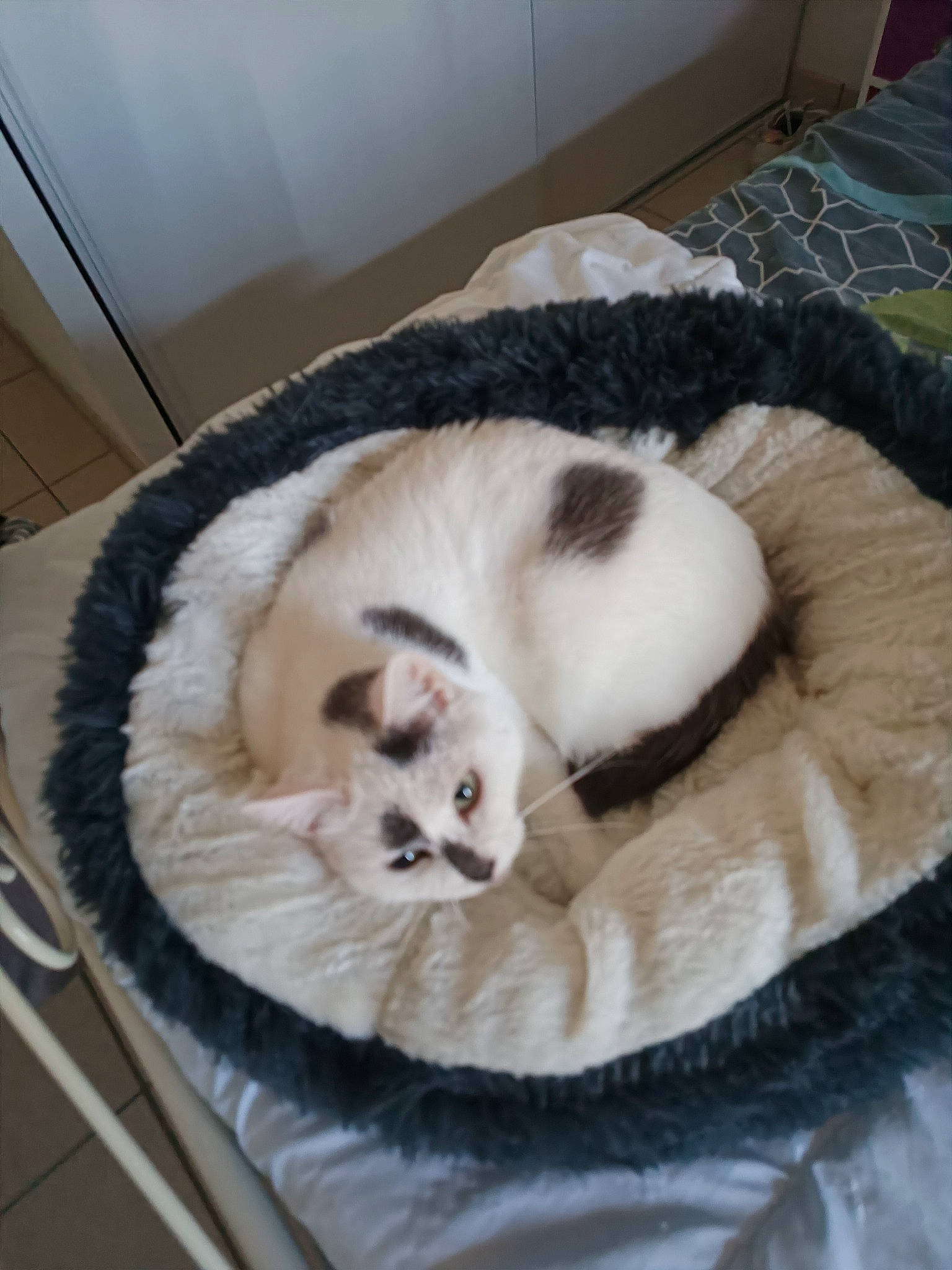 Brindille participe au concours pour gagner de l'argent avec cette photo : balinese, canidae, carnivore, cat, cat_bed, cat_supply, claw, comfort, companion_dog, domestic_short_haired_cat, fawn, felidae, flooring, fur, nap, pet_supply, small_to_medium_sized_cats, snout, tail, whiskers