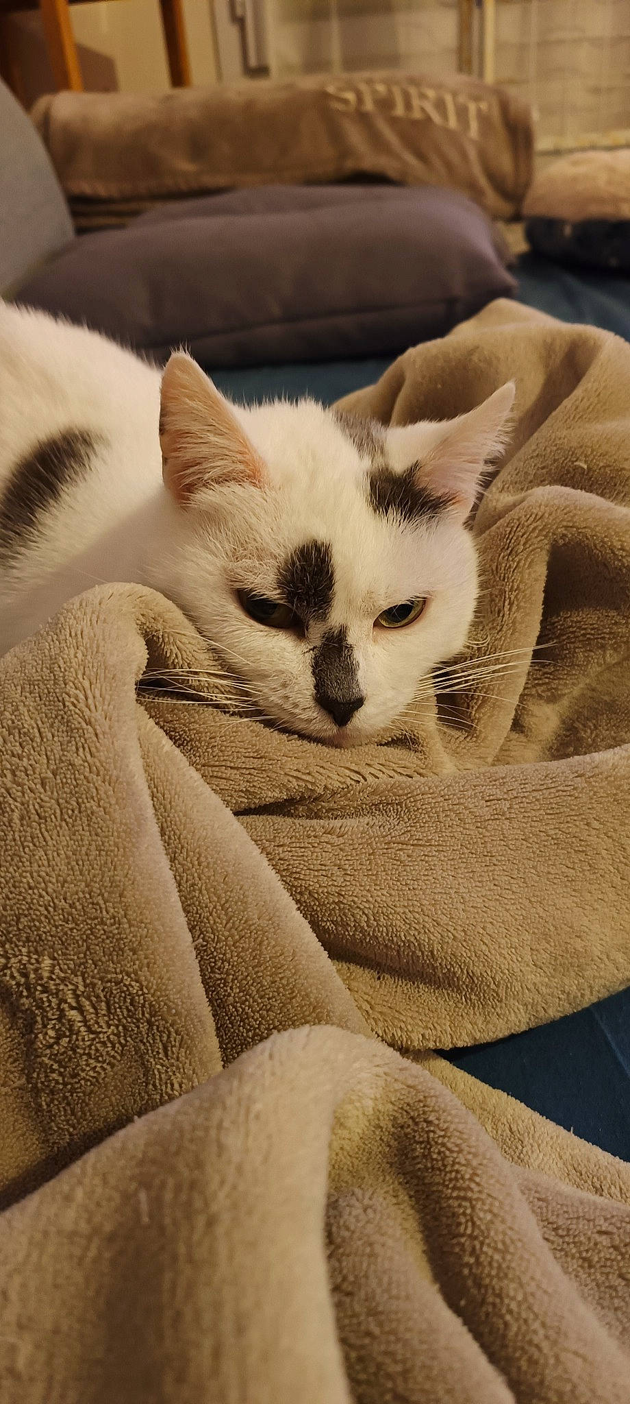 Brindille a rejoint le concours — aidez-le/la à gagner de superbes lots ! carnivore, cat, comfort, fang, fawn, felidae, fur, nap, paw, sleep, small_to_medium_sized_cats, snout, tail, terrestrial_animal, whiskers