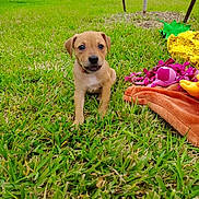 Bloom joined the competition — help win amazing prizes! puppy, dog, grass, outdoor, toy, blanket, greenery, pet, cute, young, lawn, playful, suburban, vehicle, car, street, colorful, nature, animal, summer