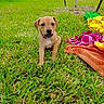 puppy, dog, grass, outdoor, toy, blanket, greenery, pet, cute, young, lawn, playful, suburban, vehicle, car, street, colorful, nature, animal, summer