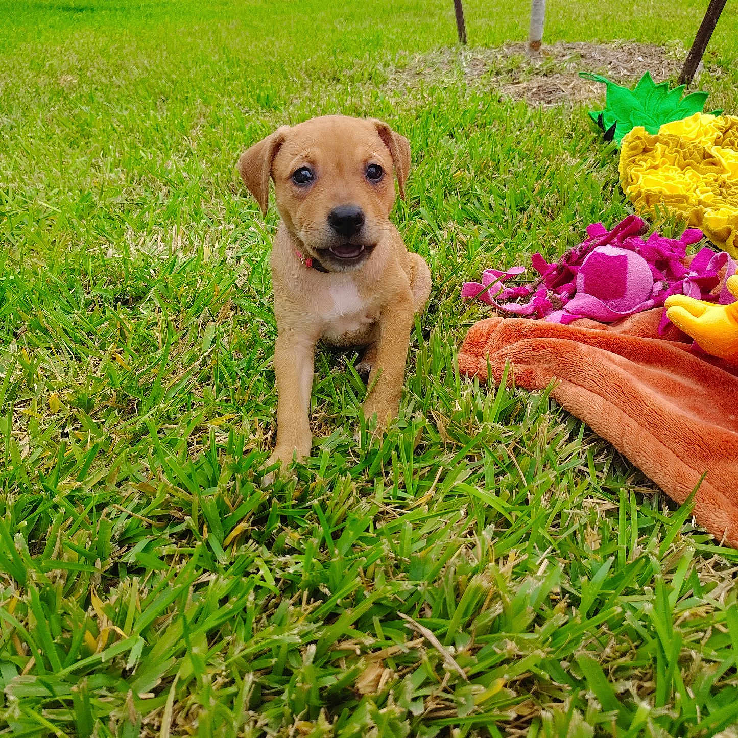 Bloom joined the competition — help win amazing prizes! puppy, dog, grass, outdoor, toy, blanket, greenery, pet, cute, young, lawn, playful, suburban, vehicle, car, street, colorful, nature, animal, summer