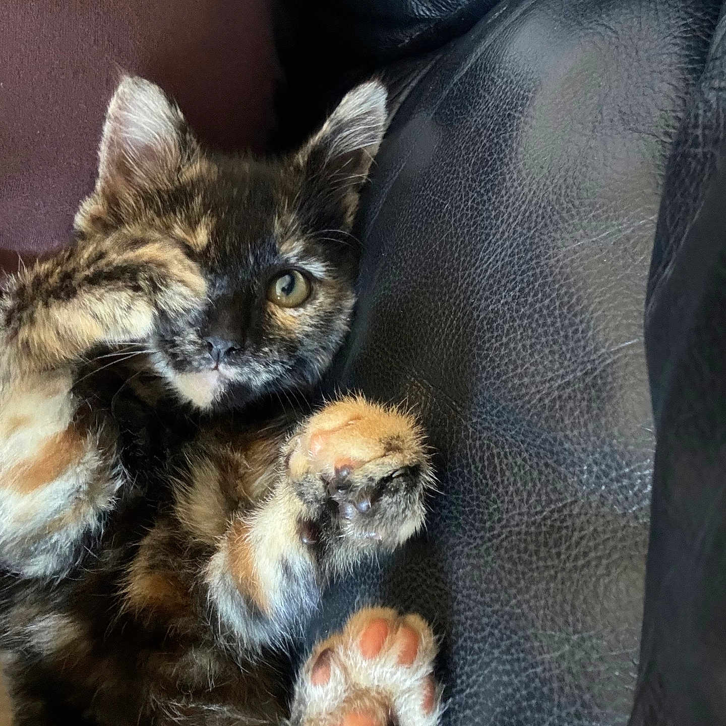 Lola joined the competition — help win amazing prizes! animal, blanket, brasssection, canine, cat, couch, cushion, dog, furniture, homedecor, horn, kitten, manx, musicalinstrument, person, pet, pig, sleeping