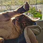 Popeye a rejoint le concours — aidez-le/la à gagner de superbes lots ! blanket, cat, claws, closeup, cozy, daylight, feline, fur, home, indoor, nature_outside, paw, pet, relaxed, sleeping, soft, stretching, sunlight, whiskers, window