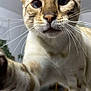 Popeye participe au concours pour gagner de l'argent avec cette photo : animal, cat, close_up, curious, cute, domestic, ears, eyes, face, feline, fur, home, indoor, mammal, nose, paw, pet, striped, tabby, whiskers