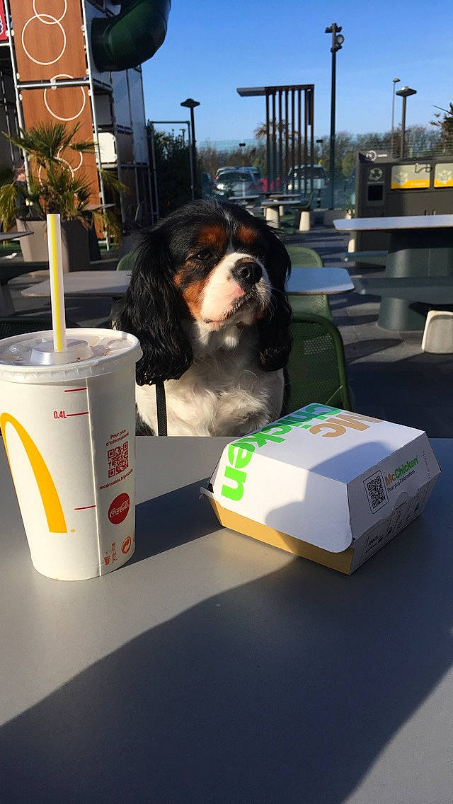 Jewel participe au concours pour gagner de l'argent avec cette photo : car, dog, dog_like_mammal, flooring, product, snout, technology, vehicle