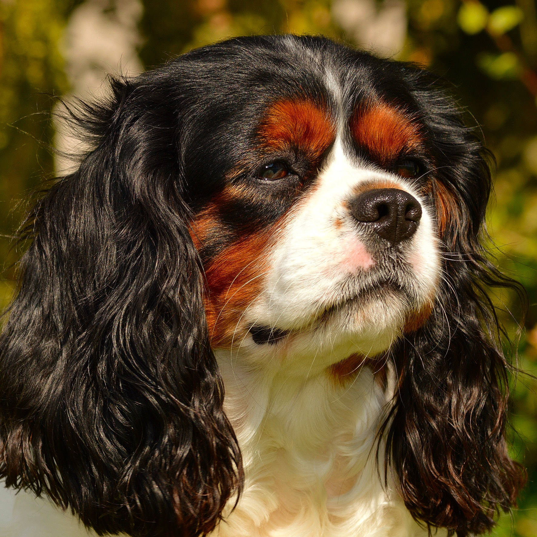 Jewel participe au concours pour gagner de l'argent avec cette photo : carnivoran, cavalier_king_charles_spaniel, companion_dog, dog, dog_breed, dog_breed_group, dog_like_mammal, king_charles_spaniel, snout, spaniel