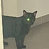 black_cat, cat, pet, animal, indoor, floor, tile_floor, corner, glowing_eye, green_light, standing, feline, mysterious, shadow, wall, domestic_cat, cute, alert, quiet, home