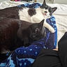 animal, bed, black_and_white_cat, black_cat, blanket, cat, companion, cozy, cute, cute_animals, domestic_cat, furniture, indoor, living_room, pet, relaxed, resting, sleepy, snuggling, tv
