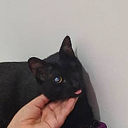 Nala participe au concours pour gagner de l'argent avec cette photo : animal, black_cat, blanket, cat, closeup, cute, domestic_animal, ear, eye, feline, fur, hand, indoor, paw, person_hand, pet, playful, resting, tongue_out, wall