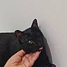 animal, black_cat, blanket, cat, closeup, cute, domestic_animal, ear, eye, feline, fur, hand, indoor, paw, person_hand, pet, playful, resting, tongue_out, wall