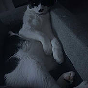 Guismo a rejoint le concours — aidez-le/la à gagner de superbes lots ! cat, black_and_white, lounging, indoor, feline, pet, relaxed, dark, shadow, fur, whiskers, animal, resting, cozy, quiet, home, comfort, paw, cute, sleepy