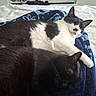 animal, bed, black_and_white_cat, black_cat, blanket, cat, cozy, cute, domestic_animal, feline, fur, indoor, pet, quiet, relaxation, resting, sleeping_cat, soft_surface, towel, two_cats