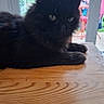 cat, black_cat, animal, pet, indoor, wooden_table, window, glass_door, fence, garden, chair, fur, whiskers, eyes, relaxed, domestic_cat, table_surface, curious, home, daylight