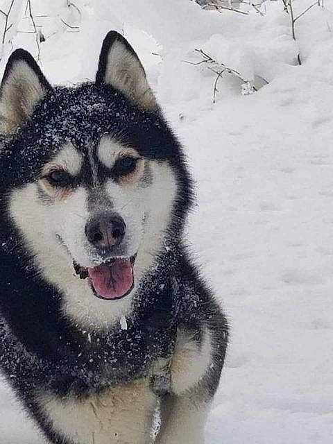 Loup a rejoint le concours — aidez-le/la à gagner de superbes lots ! art, beard, canidae, carnivore, dog, dog_breed, dress, eyelash, fur, jaw, plant, siberian_husky, sled_dog, snout, snow, terrestrial_animal, whiskers, window, winter, wolf