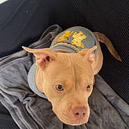 Kyara participe au concours pour gagner de l'argent avec cette photo : dog, canine, pet, puppy, shirt, cartoon, lion, grey_blanket, couch, indoor, brown_dog, ears, tail, looking_up, fur, animal, domestic_animal, soft_texture, close_up, resting