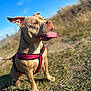 dog, canine, pet, outdoor, grass, blue_sky, harness, tongue_out, happy, sunny, animal, nature, brown_dog, sitting, daytime, ears_up, closeup, muzzle, leash, playful
