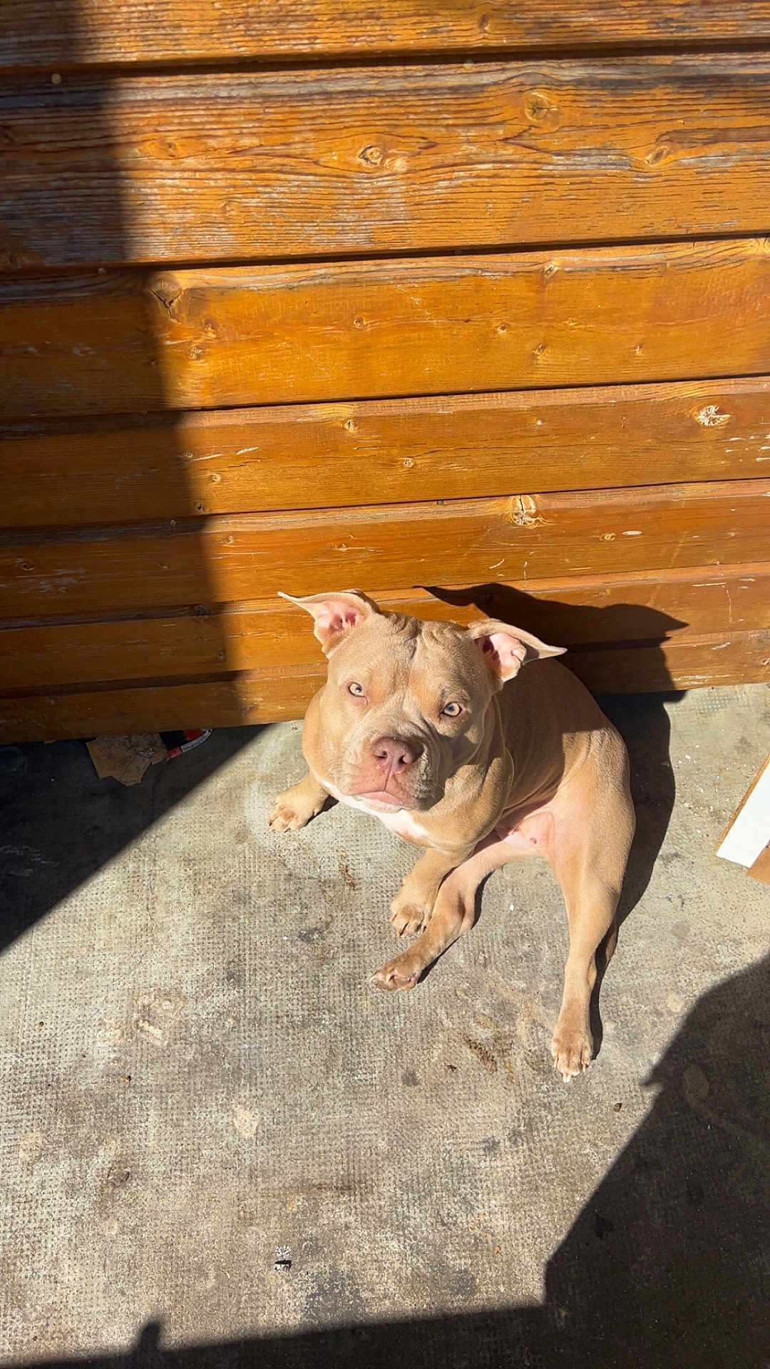 Kyara participe au concours pour gagner de l'argent avec cette photo : dog, animal, pet, canine, sunlight, shadows, wooden_wall, concrete_floor, outdoor, relaxed, brown, ears, paw, sitting, looking_up, daylight, texture, shadow_play, sunbathing, companion