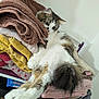 cat, fluffy_tail, towels, stack, indoor, relaxed, stretching, white_fur, brown_fur, curious_eyes, cozy, laundry, pile, soft_texture, home, resting, pet, feline, claws, curled_ears